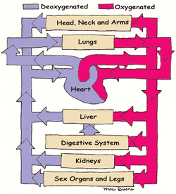 cardiovascular and respiratory system work together