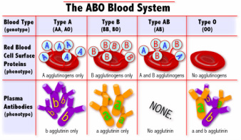lab-activity-blood-type-pedigree-mystery-answer-key