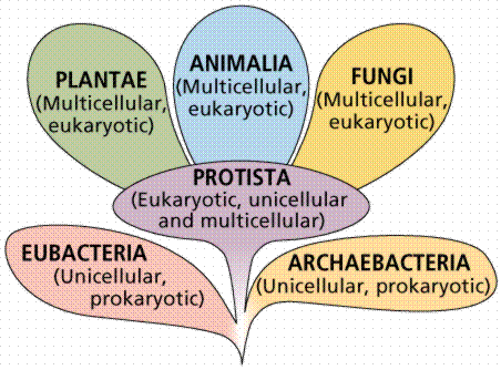 Lesson 4 Domains Archaea Bacteria Eukarya Grade 11 University Biology