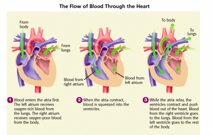 Lesson 4: The Structure and Function of Heart - Grade 11 University Biology